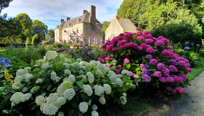 L'arrivée à la malouinière entre les hortensias en fleurs