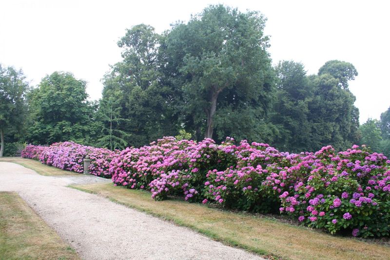 L'allée du parc bordée d'hortensias